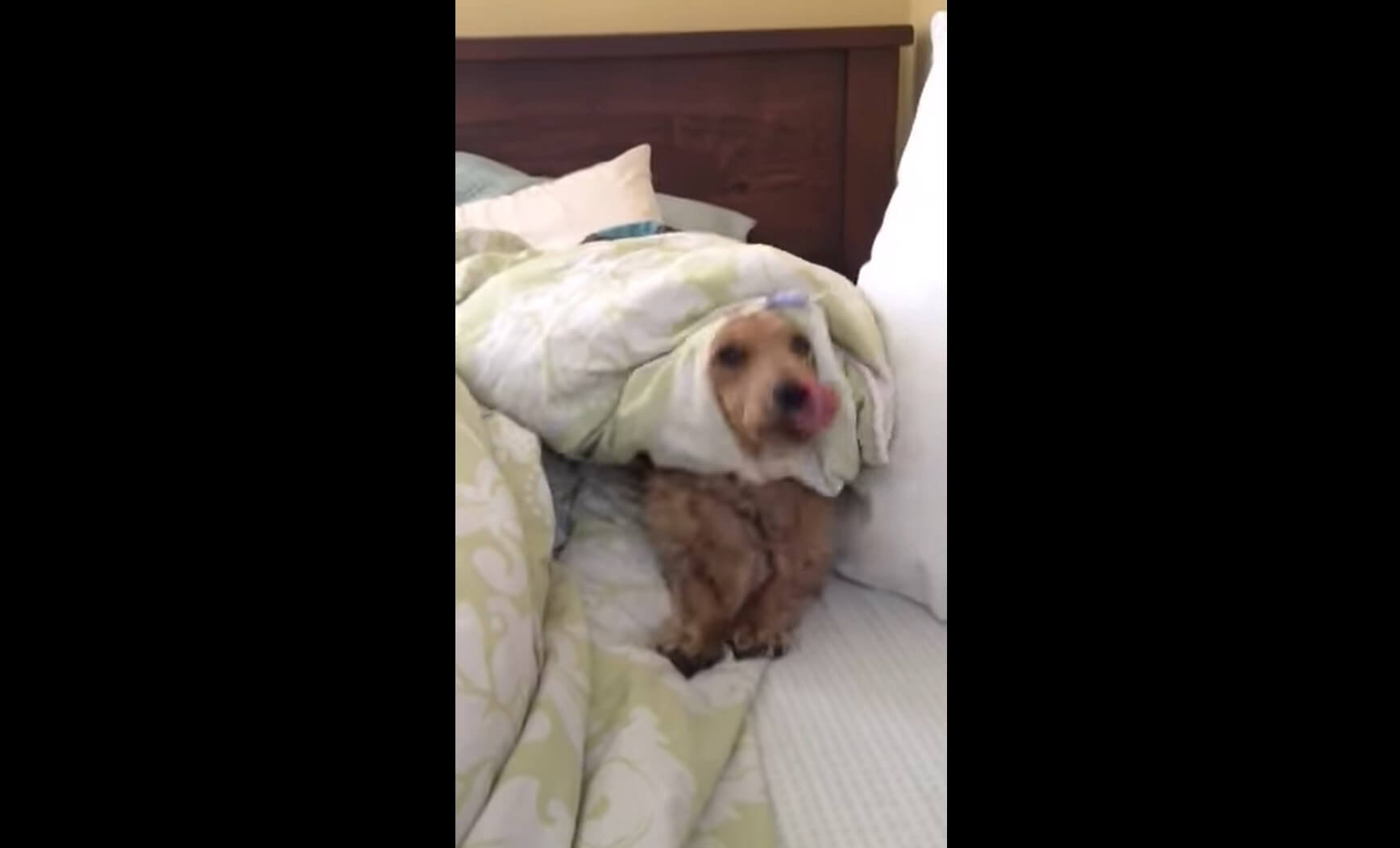 ダックスフンド,動画