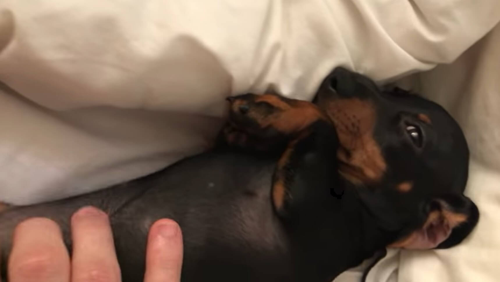 ダックスフンド,動画