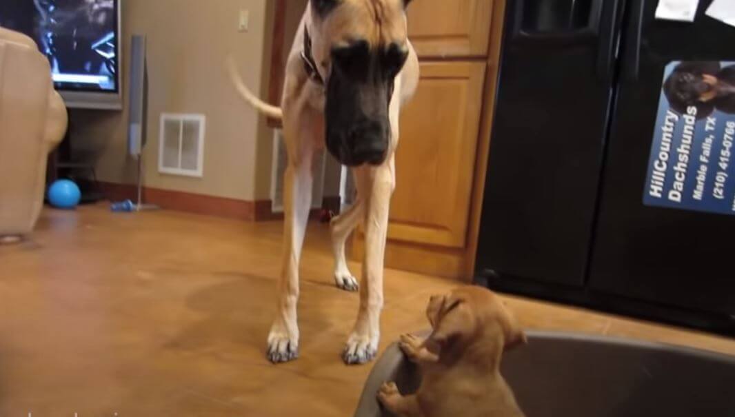 ダックスフンド,動画