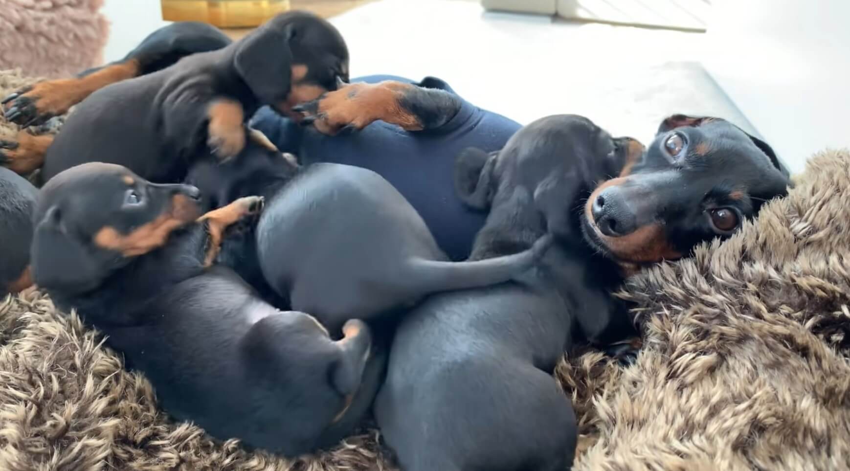 ダックスフンド,動画