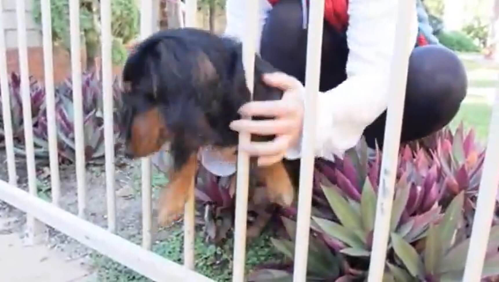 ダックスフンド,動画