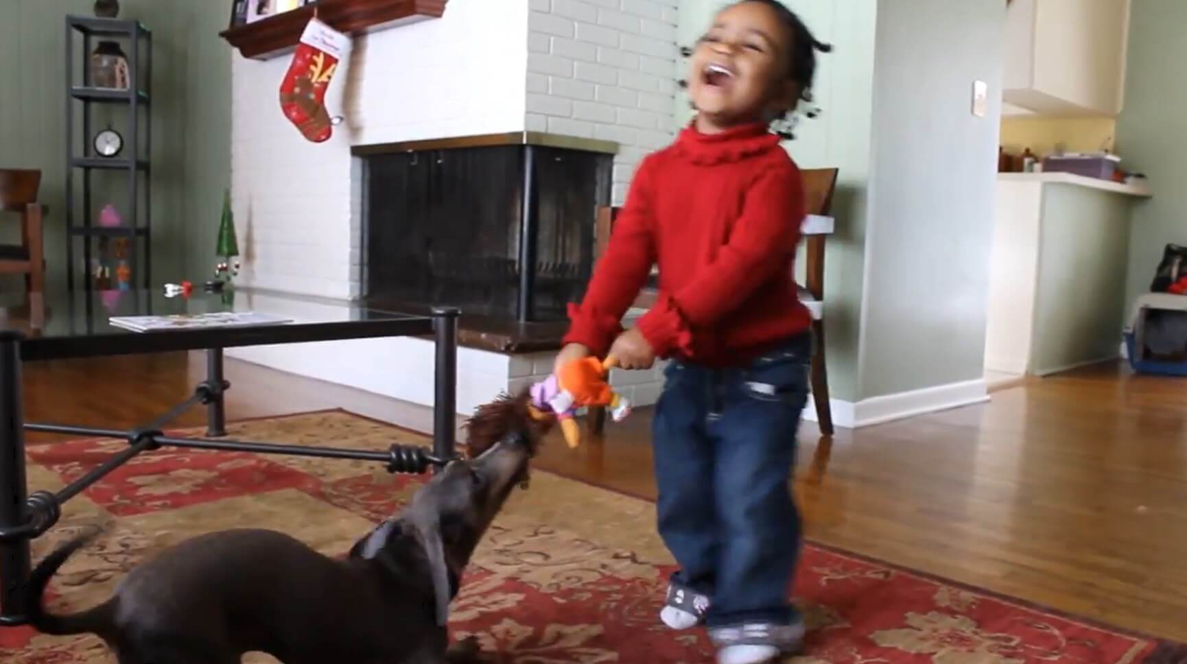 ダックスフンド,動画