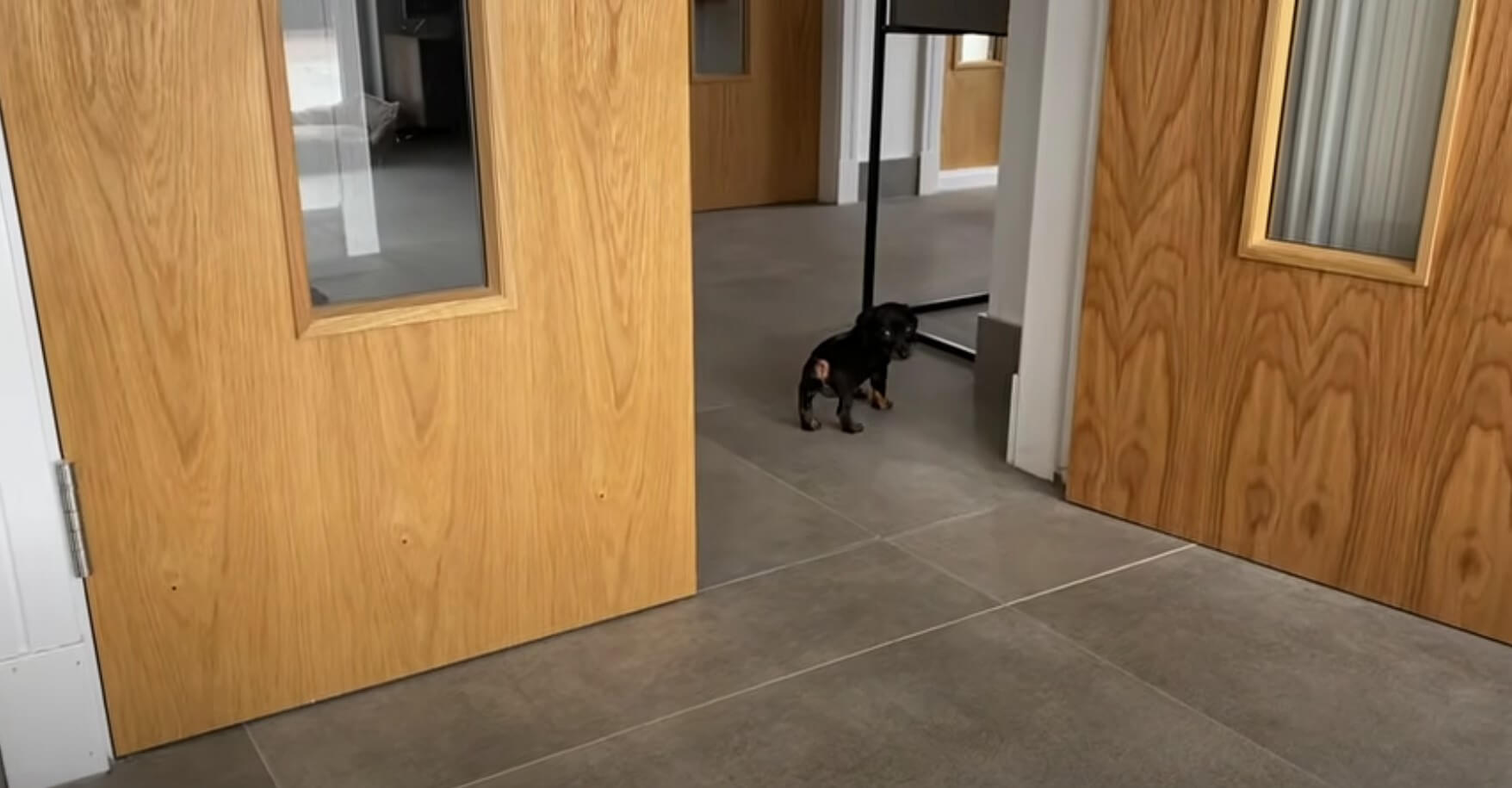 ダックスフンド,動画