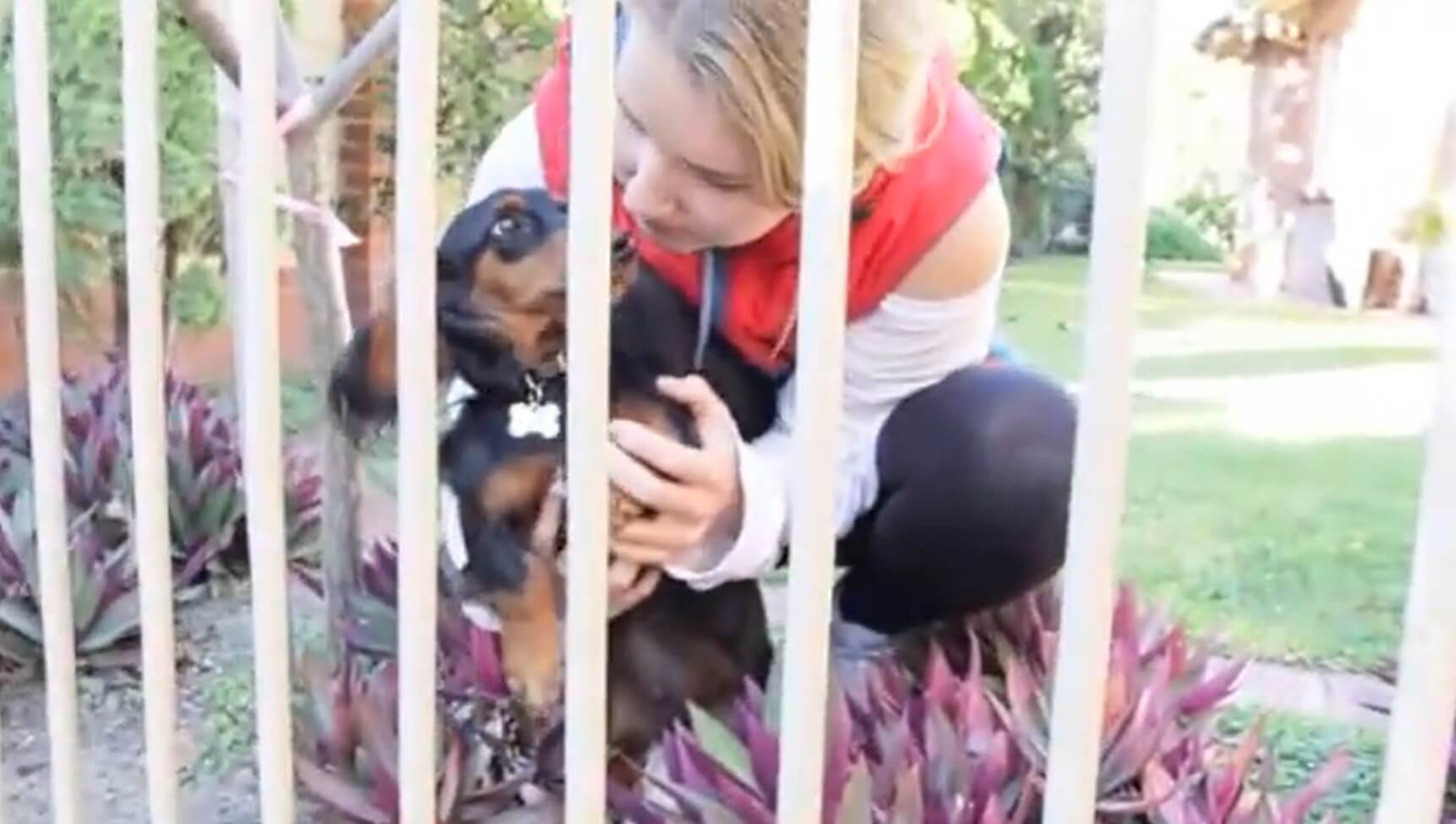 ダックスフンド,動画