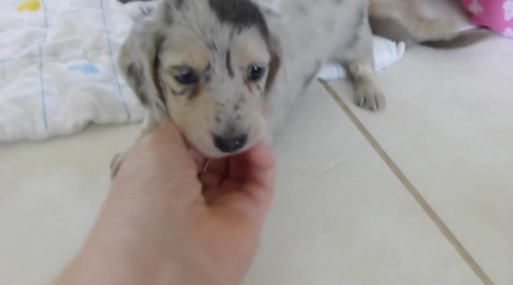 ダックスフンド,動画