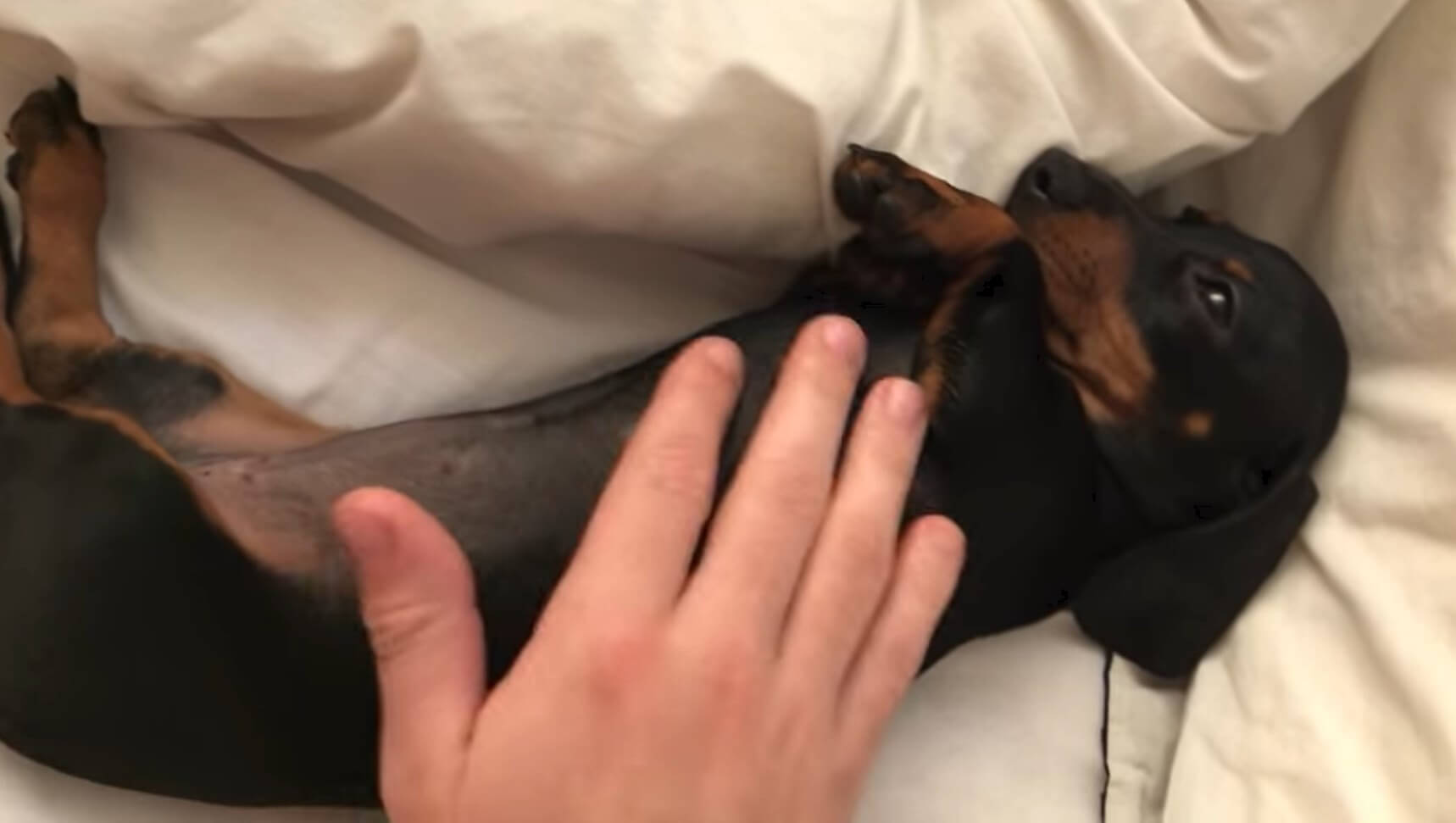 ダックスフンド,動画