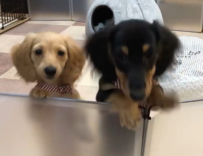 ダックスフンド,動画