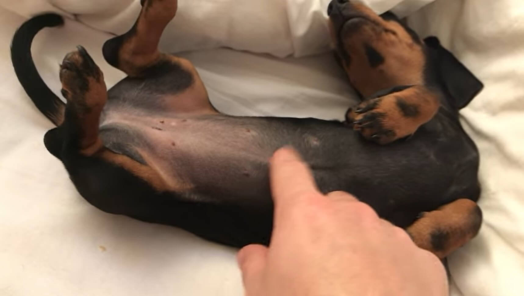 ダックスフンド,動画