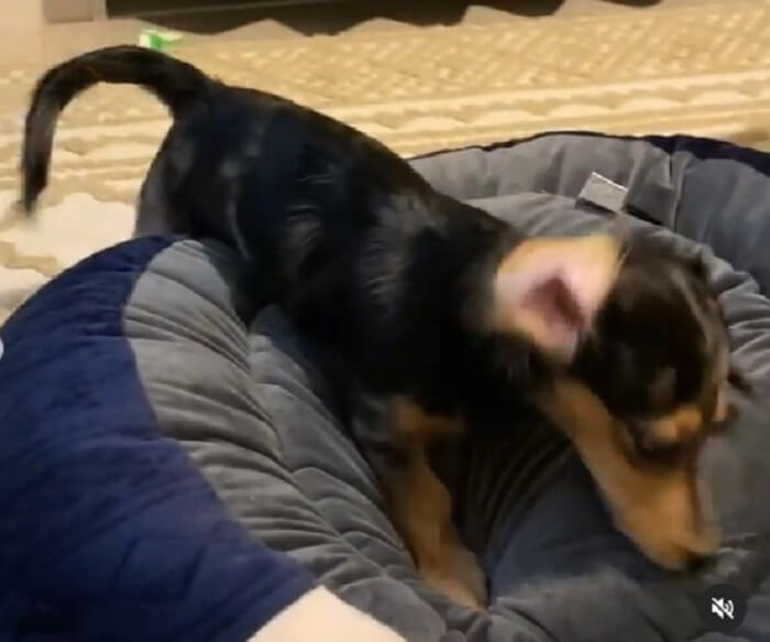 ダックスフンド,動画