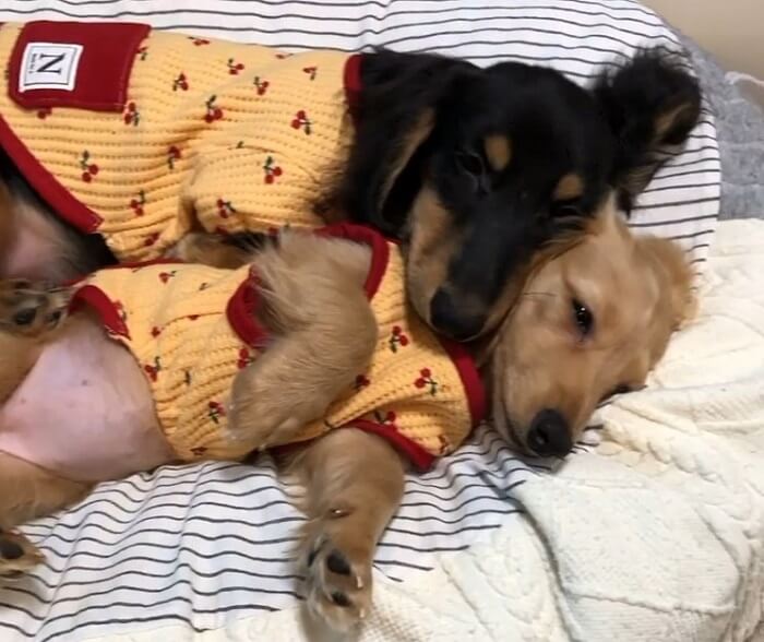 ダックスフンド,動画