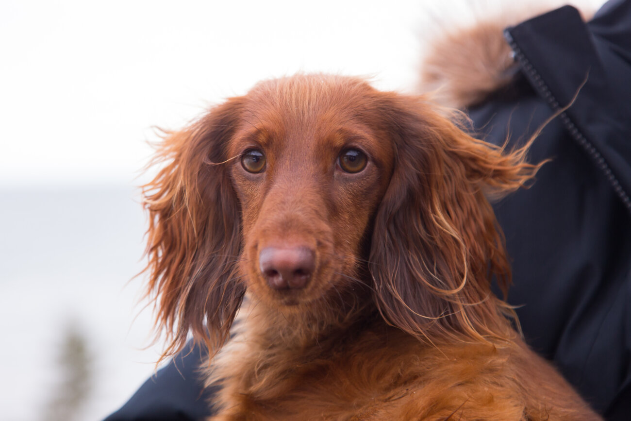 ダックスフンド,パナソニック,ジアイーノ