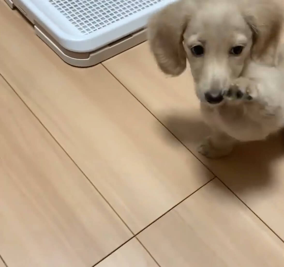 ダックスフンド,動画