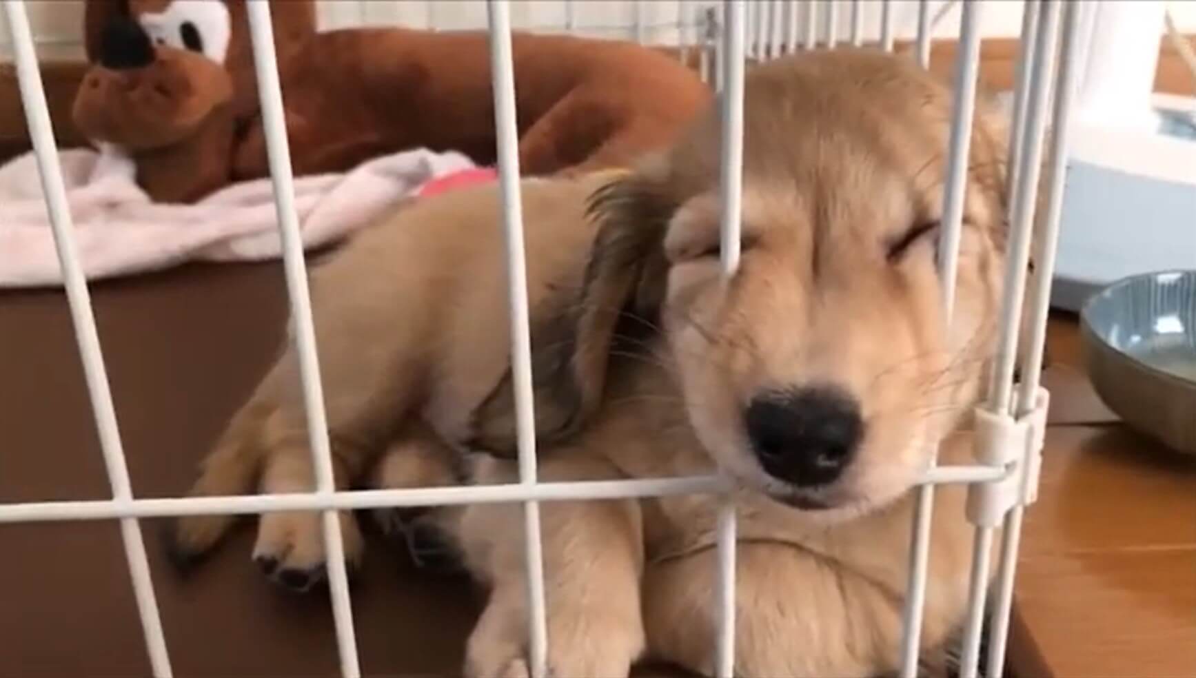 ダックスフンド,動画