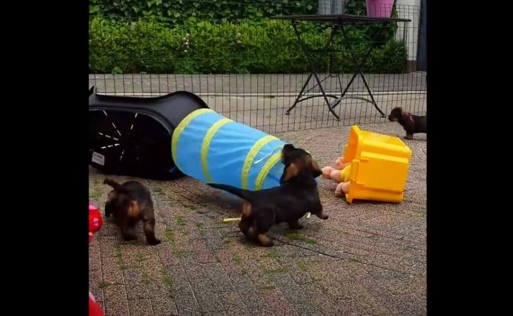 ダックスフンド,動画