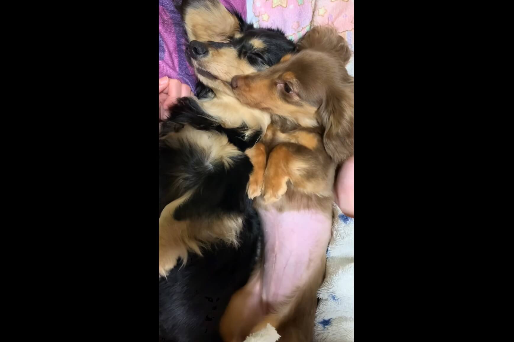 ダックスフンド,動画