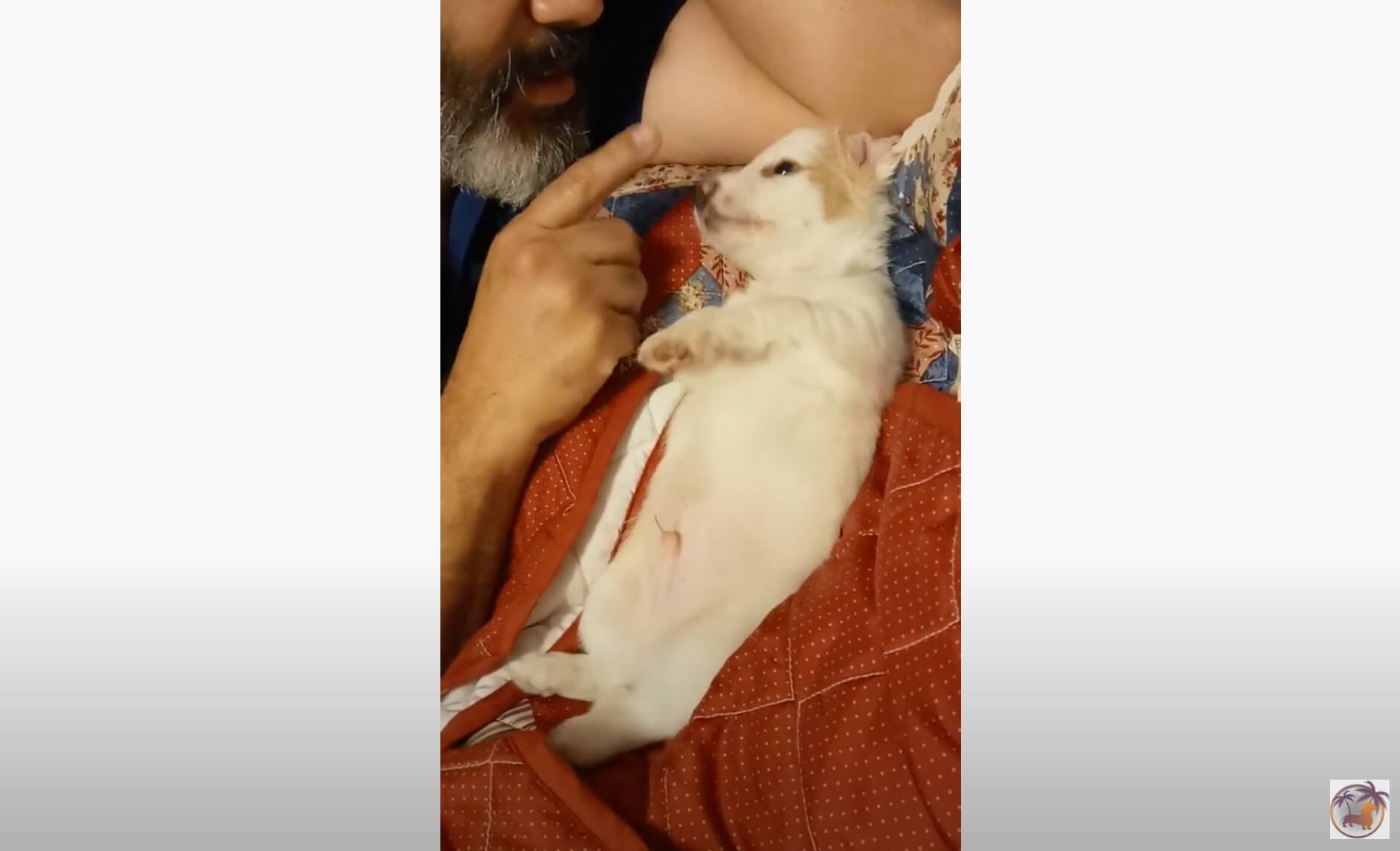 ダックスフンド,動画