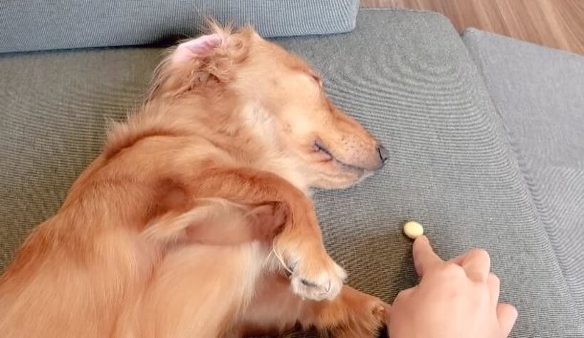 ダックスフンド,動画