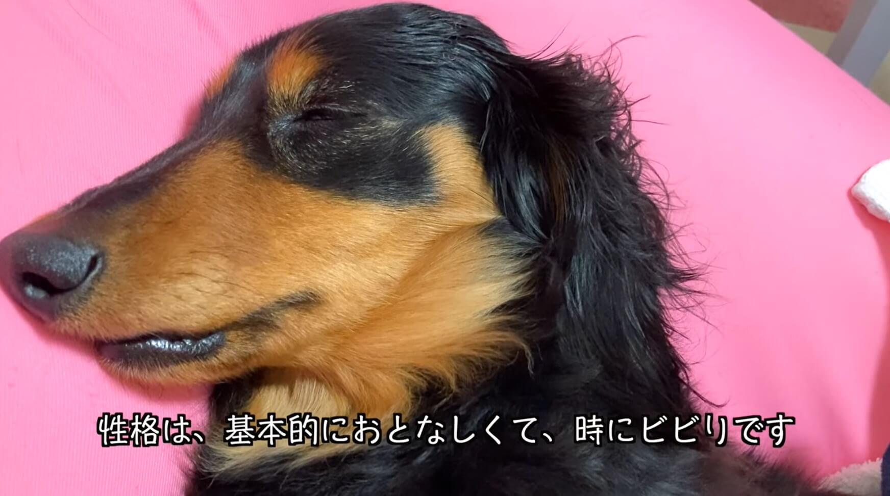 ダックスフンド,動画