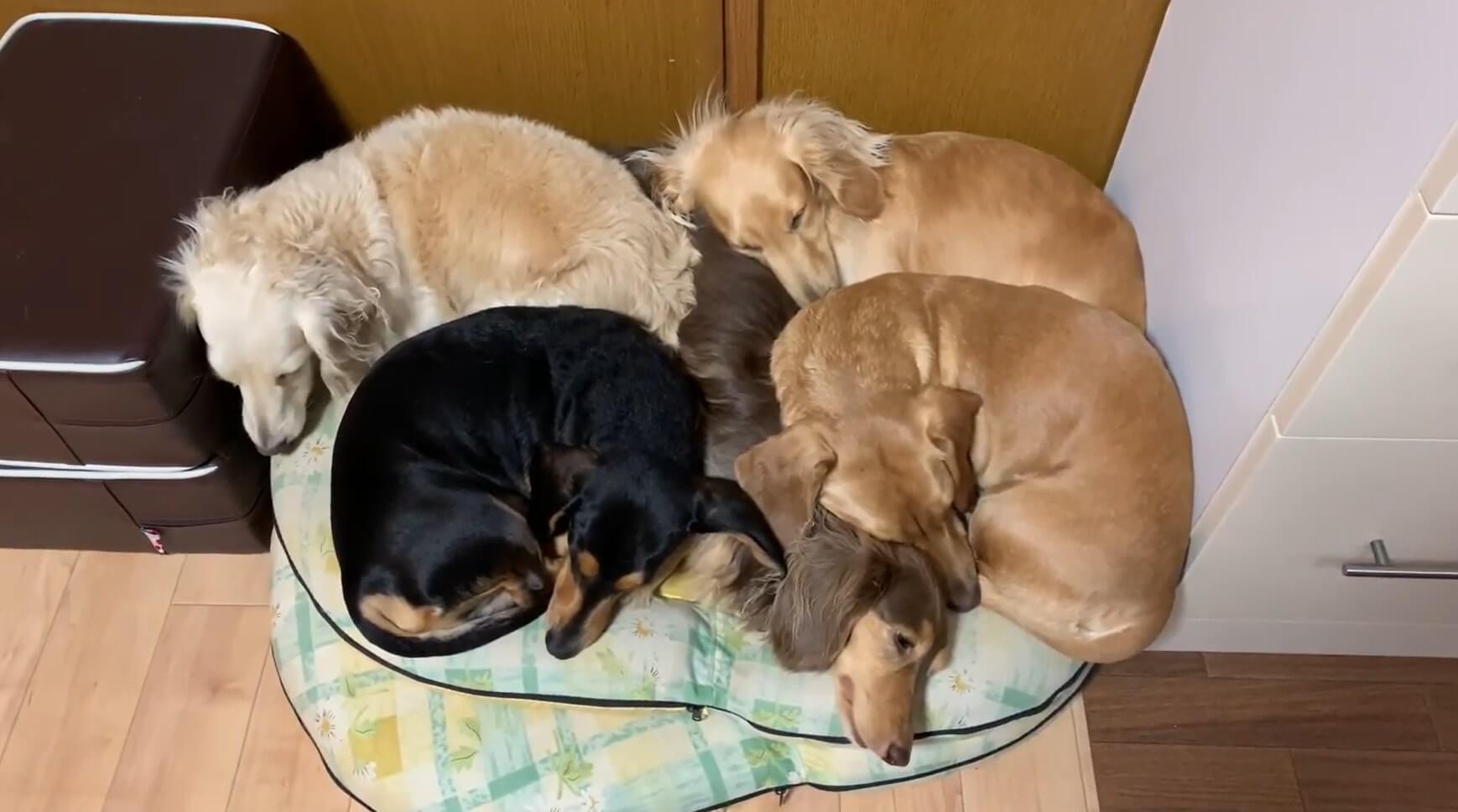 ダックスフンド,動画