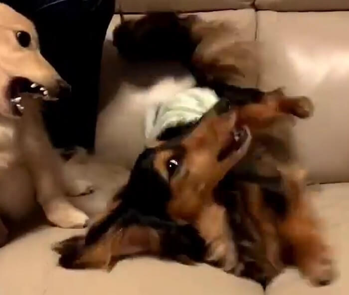 ダックスフンド,動画