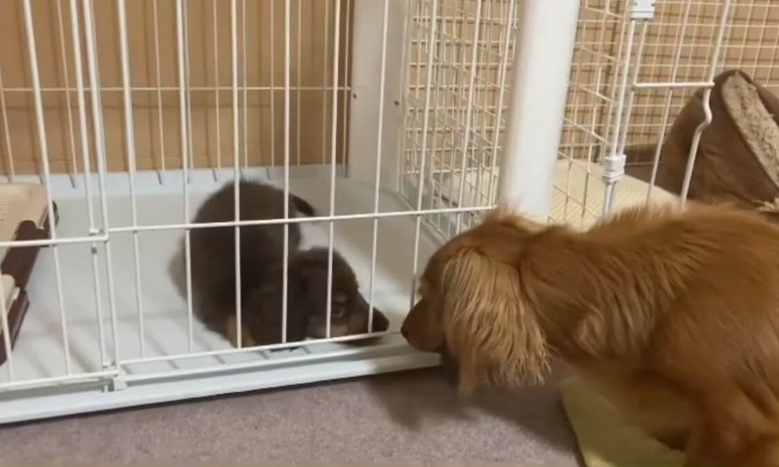 ダックスフンド,動画