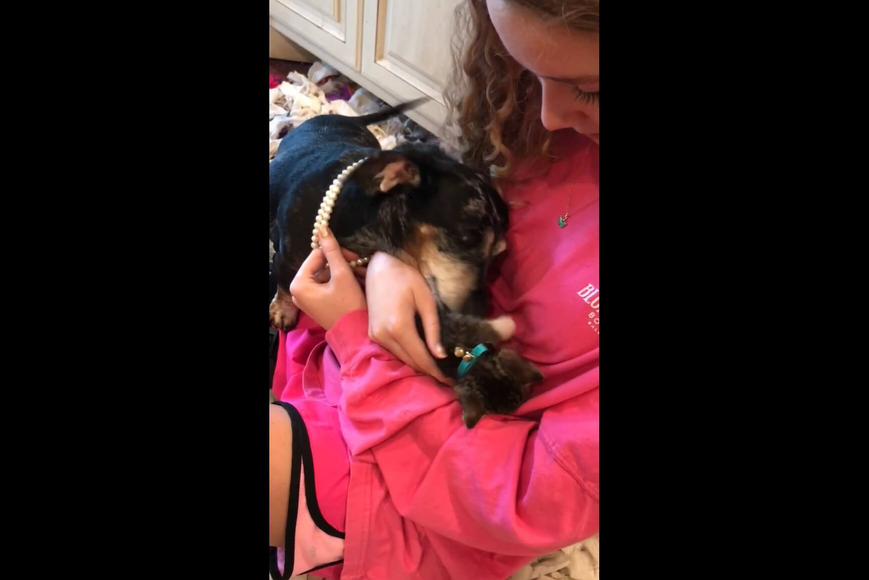 ダックスフンド,動画