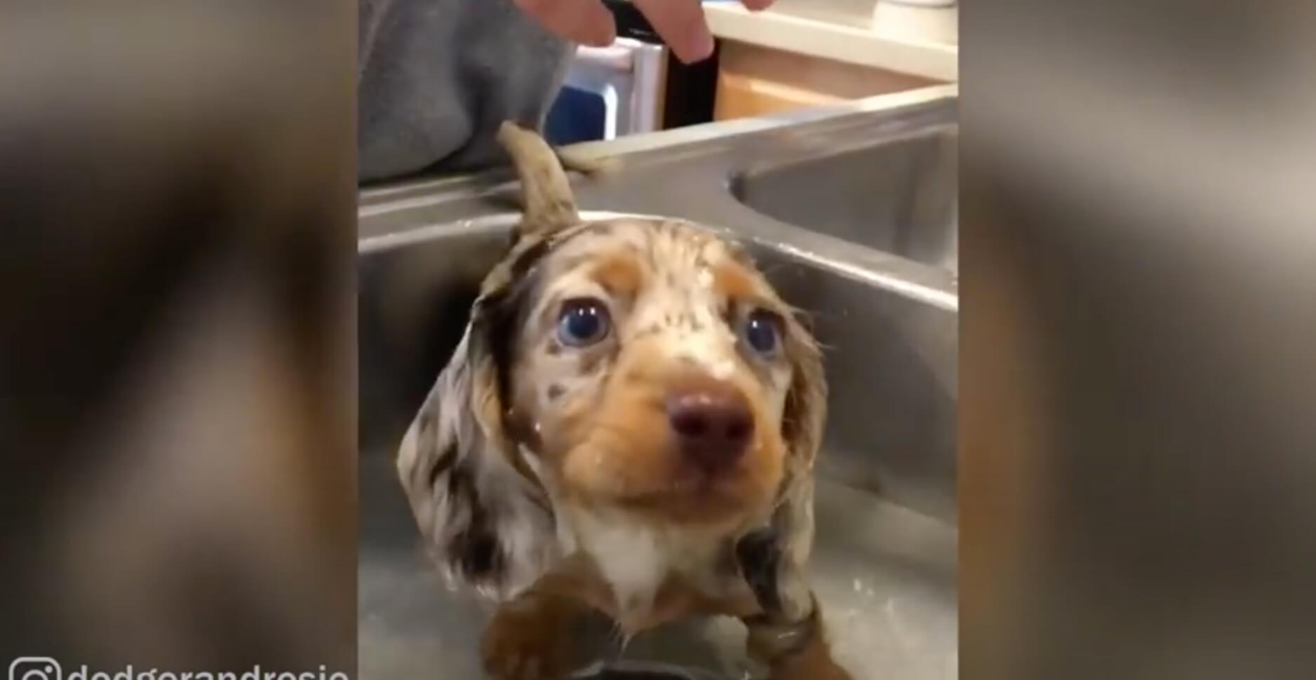 ダックスフンド,動画