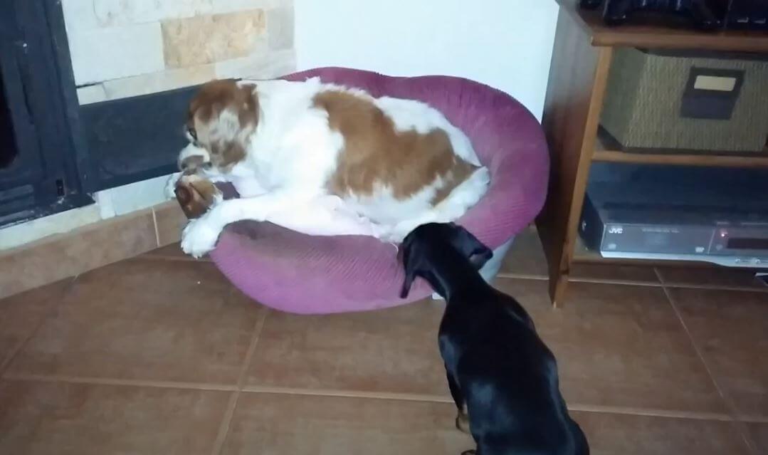 ダックスフンド,動画