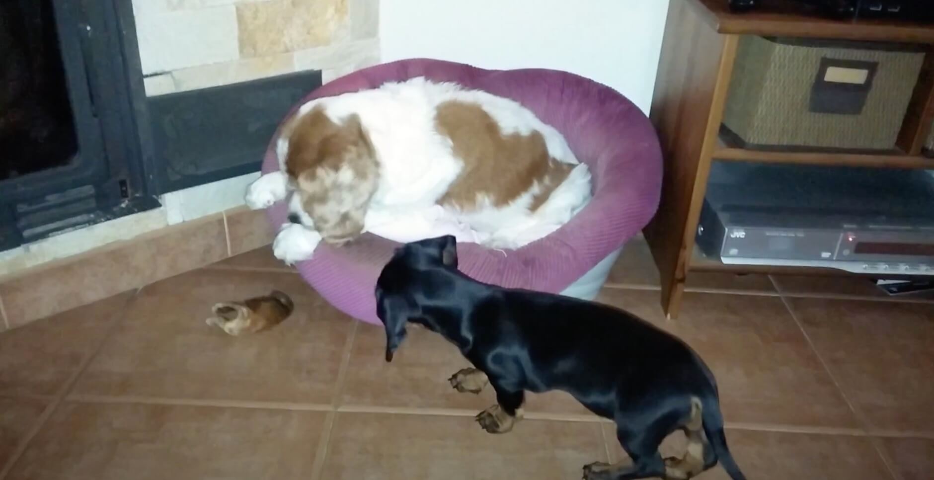 ダックスフンド,動画