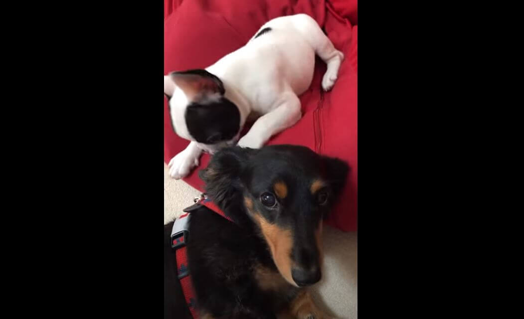 ダックスフンド,動画