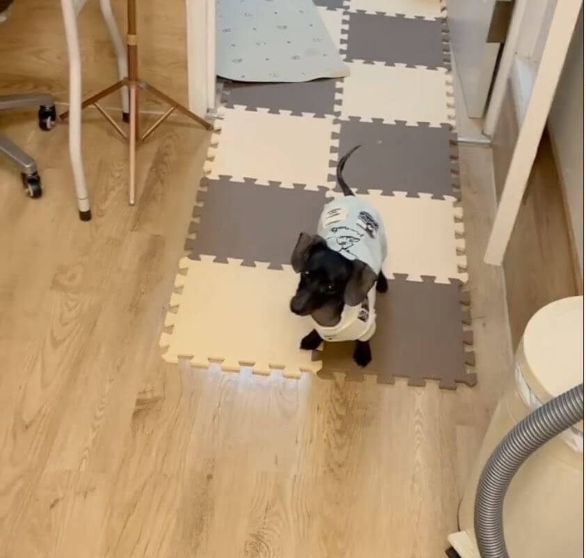 ダックスフンド,動画