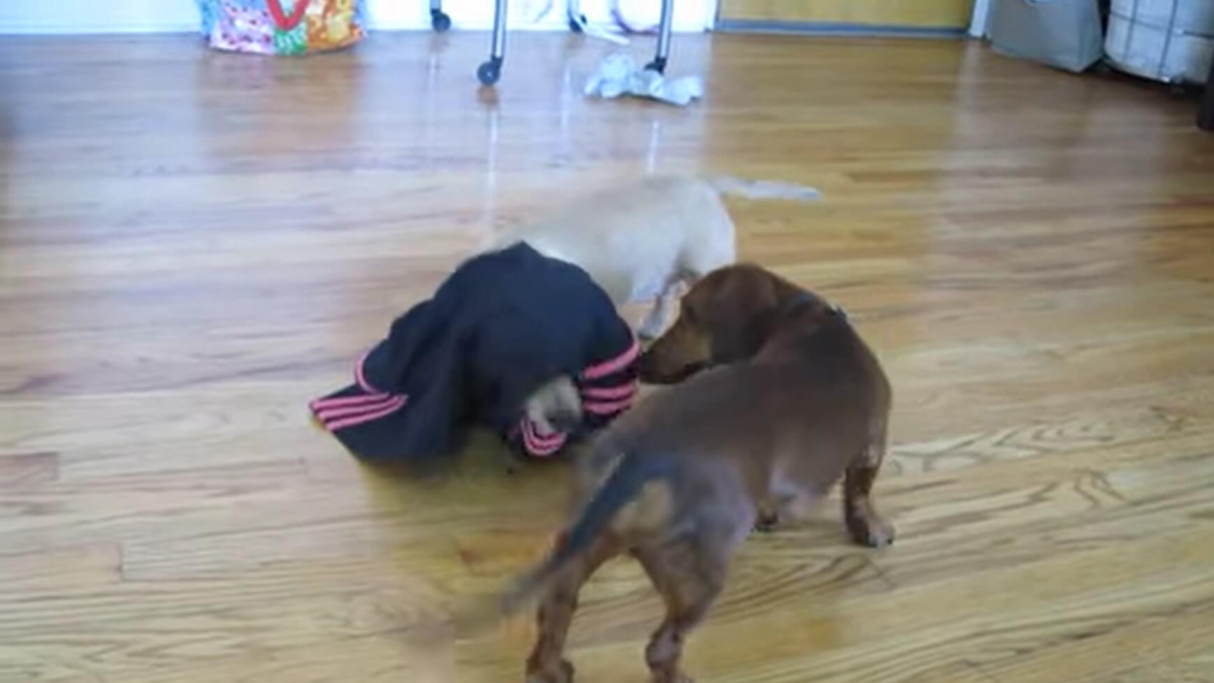 ダックスフンド,動画