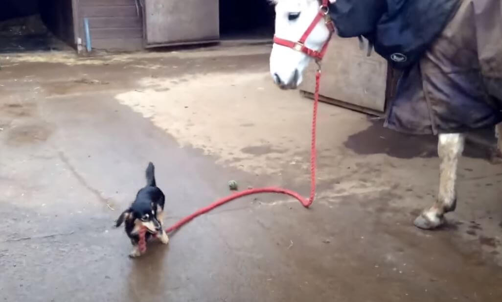 ダックスフンド,動画