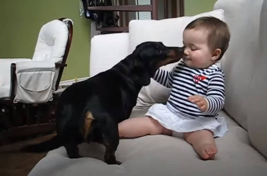 ダックスフンド,動画