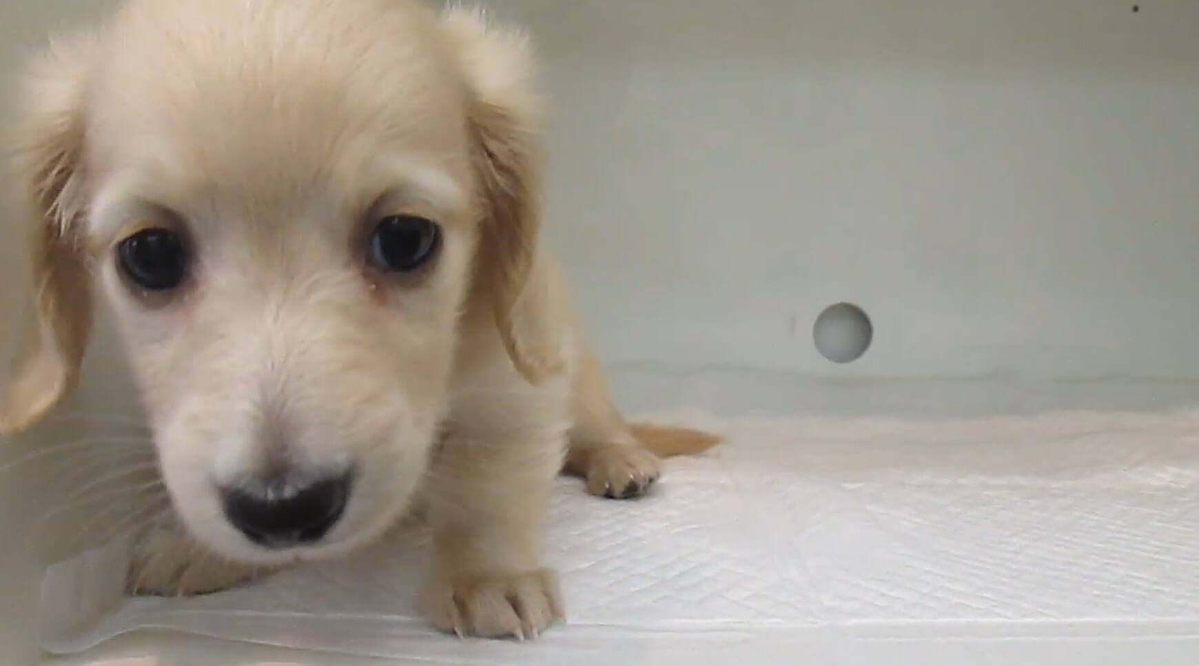 ダックスフンド,動画