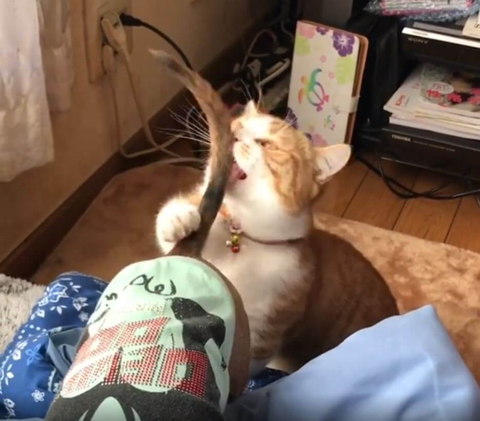 ダックスフンド,動画