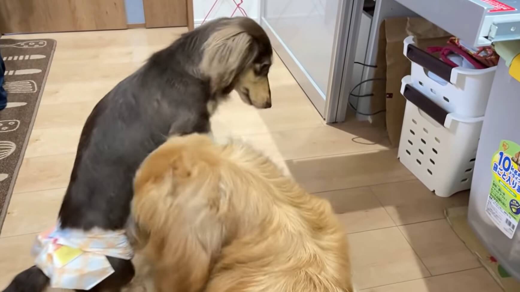 ダックスフンド,動画