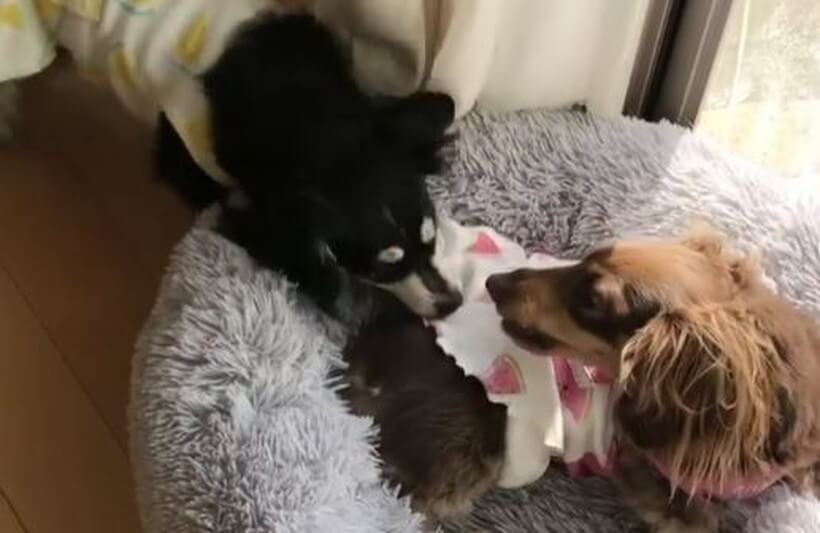 ダックスフンド,動画