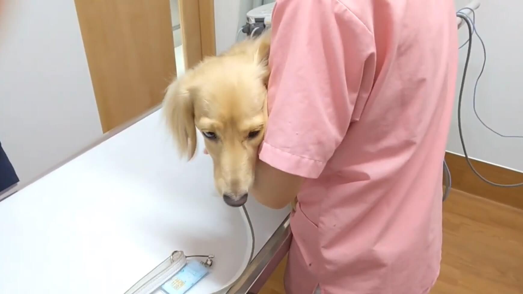 ダックスフンド,動画