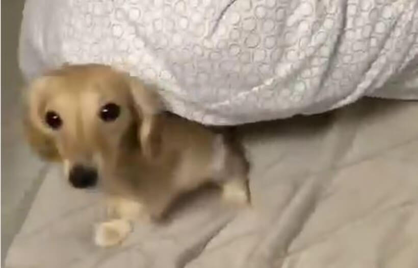 ダックスフンド,動画