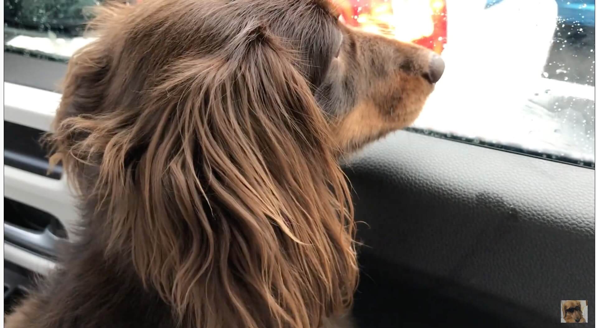 ダックスフンド,動画