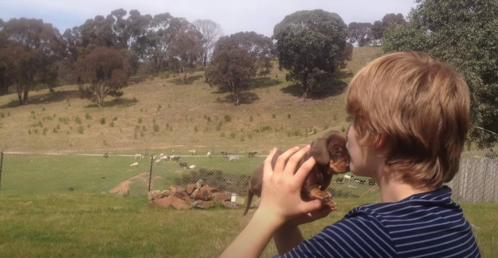 ダックスフンド,動画