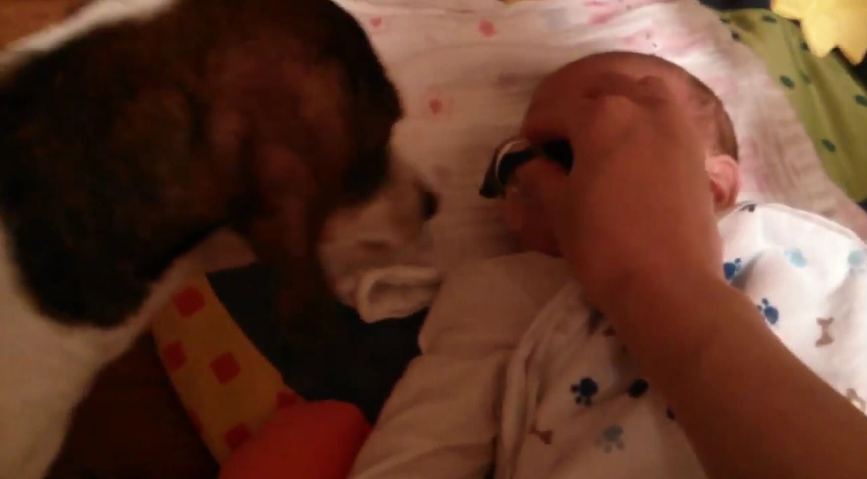 ダックスフンド,動画