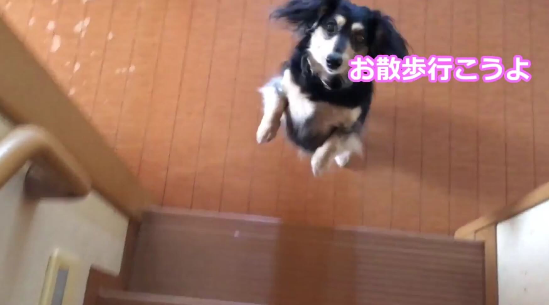 ダックスフンド,動画