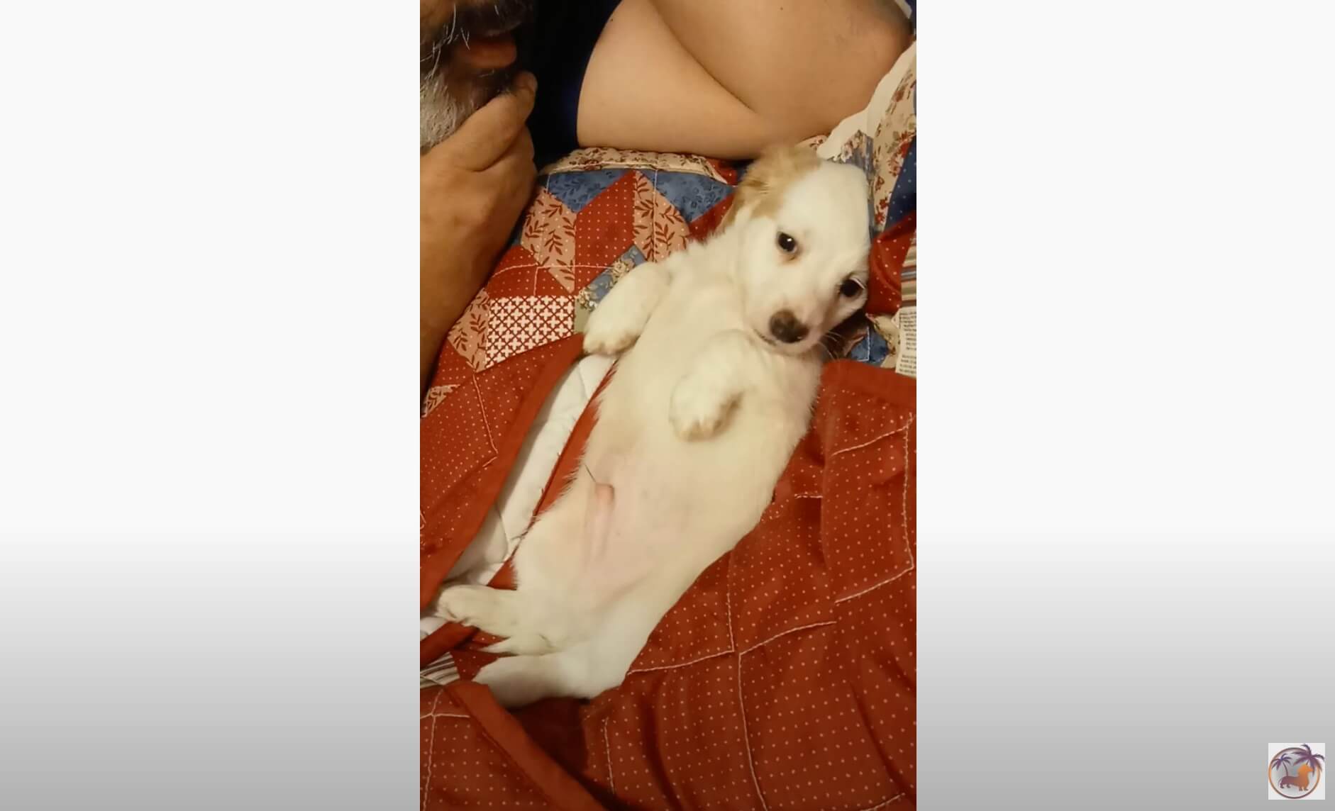 ダックスフンド,動画