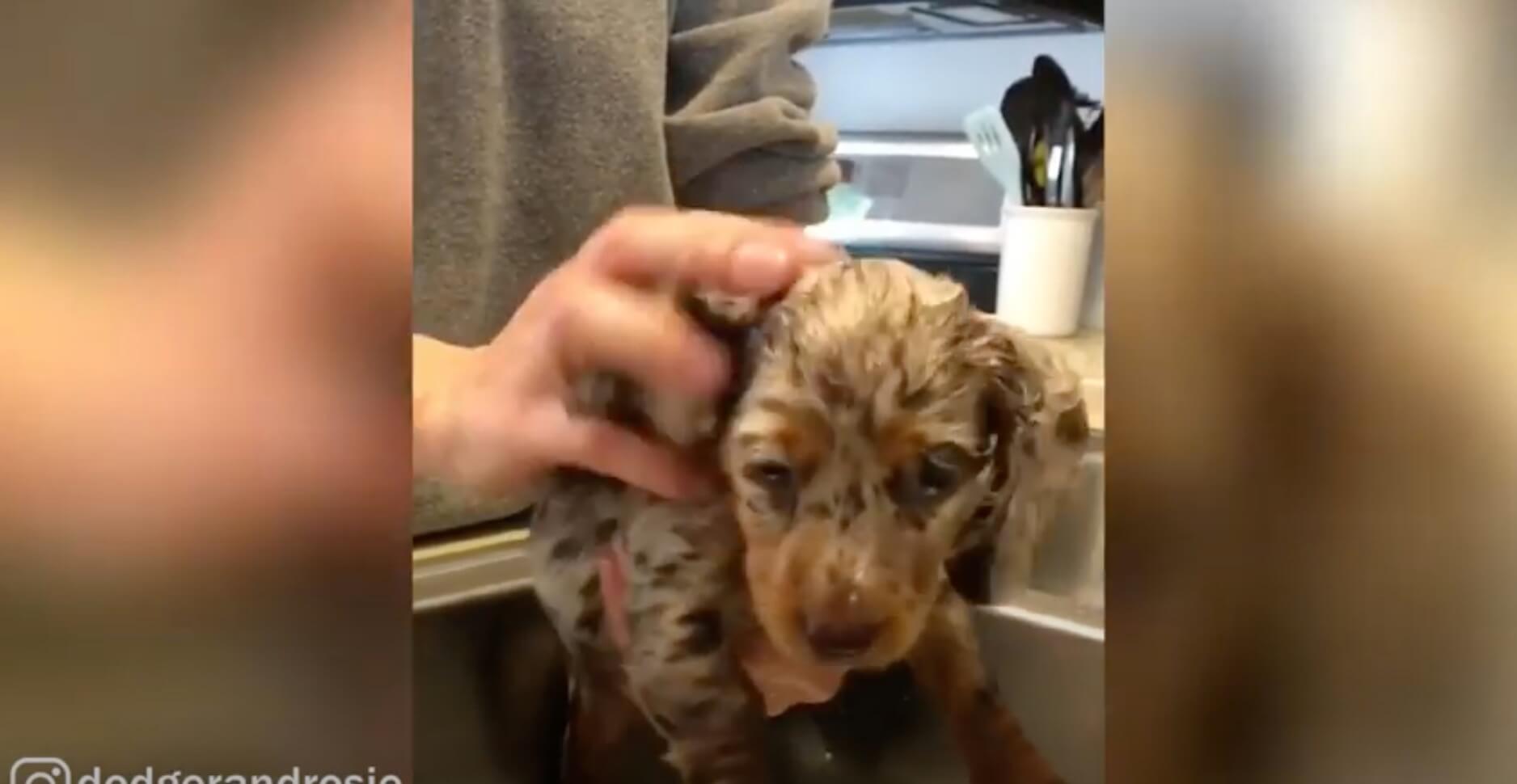 ダックスフンド,動画