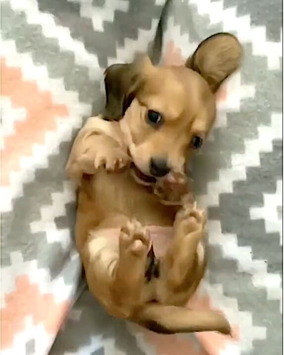 ダックスフンド,動画