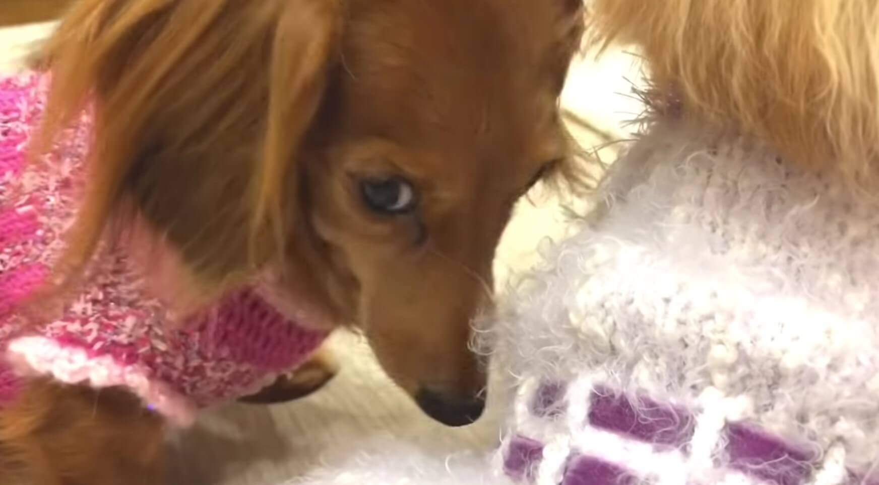 ダックスフンド,動画