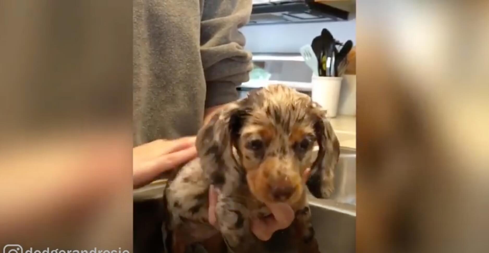 ダックスフンド,動画