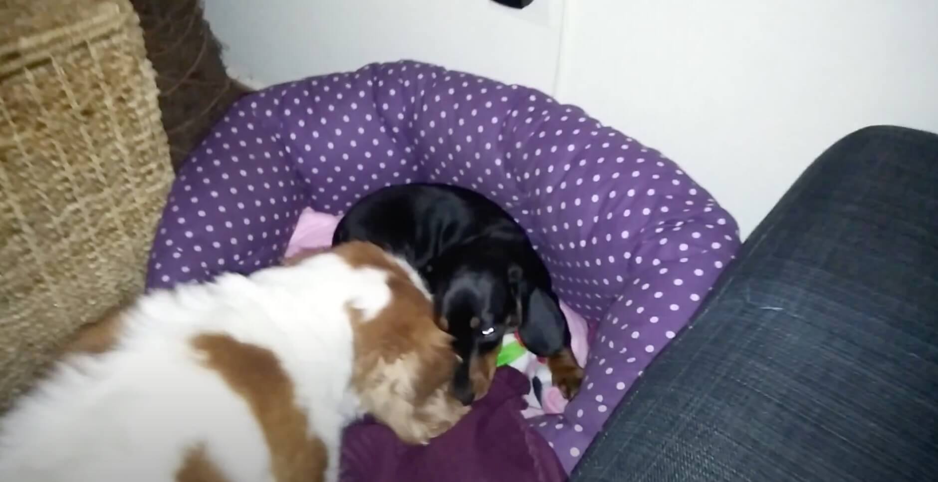 ダックスフンド,動画